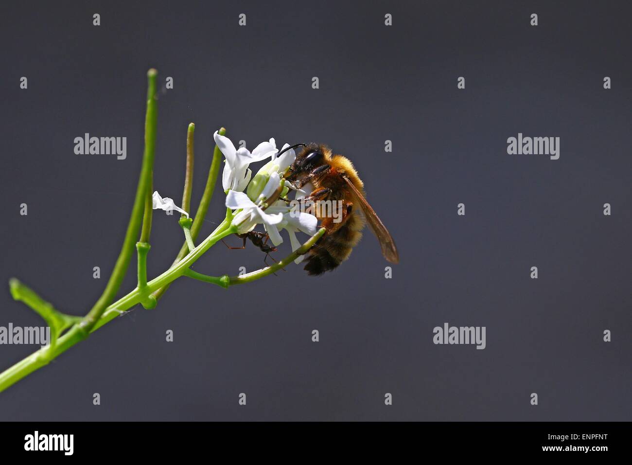 Honeybee con ant su un fiore bianco Foto Stock