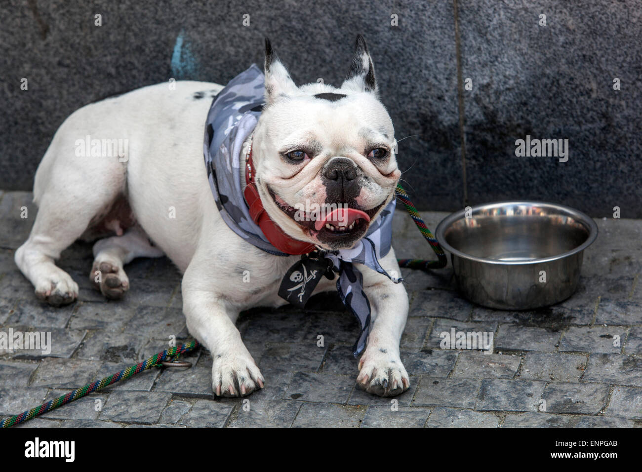 Francese Bulldog estate, per essere sete stanco con pirata scarve costume cane calore Foto Stock