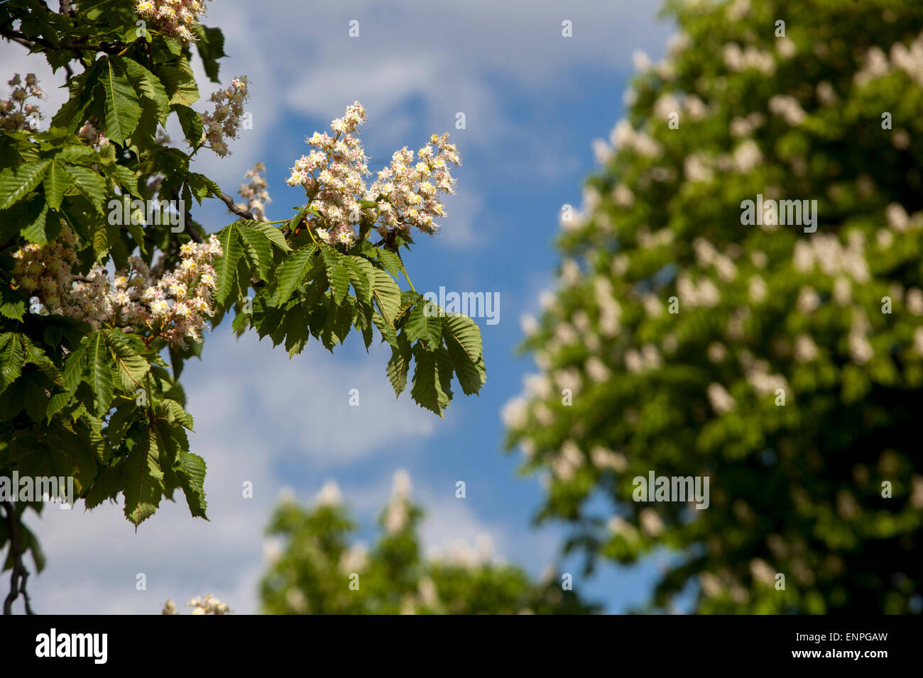 Cavallo castagno albero fioritura fiori fiori, Aesculus hippocastanum primavera Aesculus hippocastanum albero in fiore Foto Stock