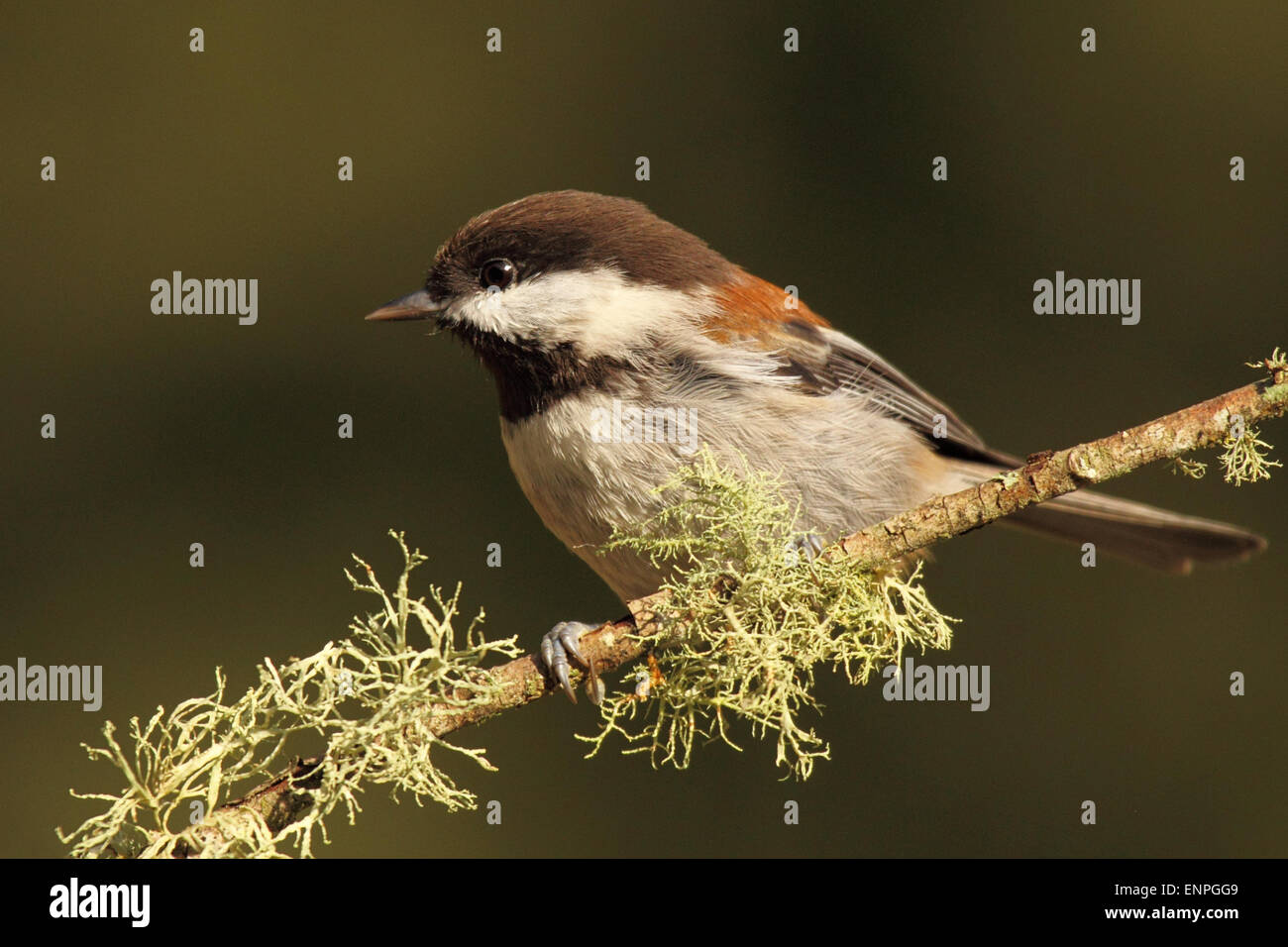 Un Castagno-backed Luisa Appollaiato tra feathery lichen. Foto Stock