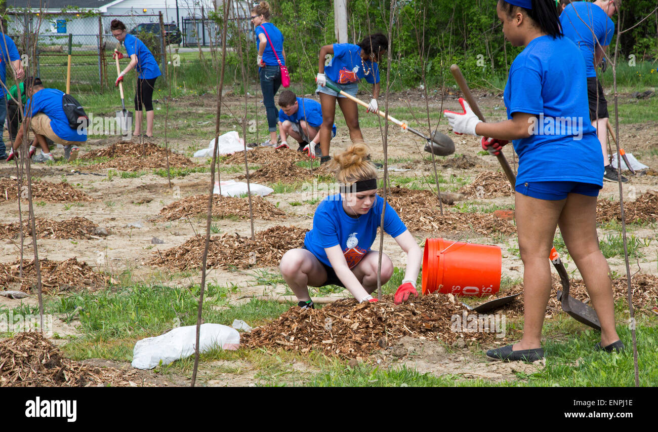 Detroit, Michigan STATI UNITI D'AMERICA - Alta scuola gli studenti, membri dell'FFA educazione agricola organizzazione, unisciti ai volontari di piantare 5.000 tulip sugli alberi di pioppo. La semina è stata parte dei boschi Hantz' piano per sviluppare un 150-acro urban tree farm su terreno vacante. Detroit ha perso quasi i due terzi della sua popolazione dal 1950, lasciando migliaia di acri di terreno aperto per agricoltura urbana. Foto Stock