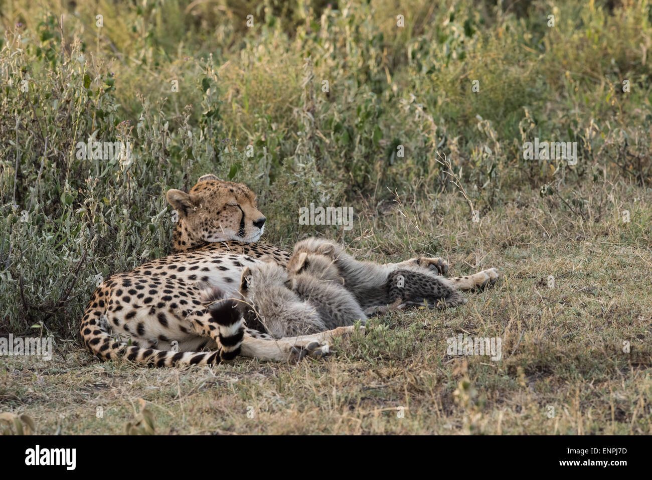 Madre ghepardo cuccioli di infermieristica, Ndutu, Tanzania. Foto Stock