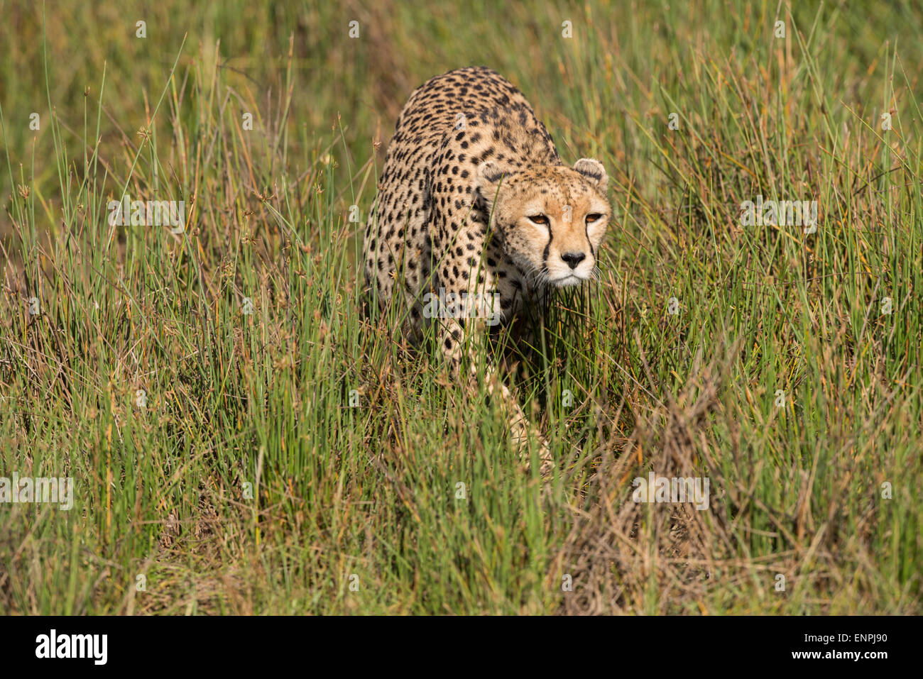 Cheetah stalking in erba, Tanzania. Foto Stock