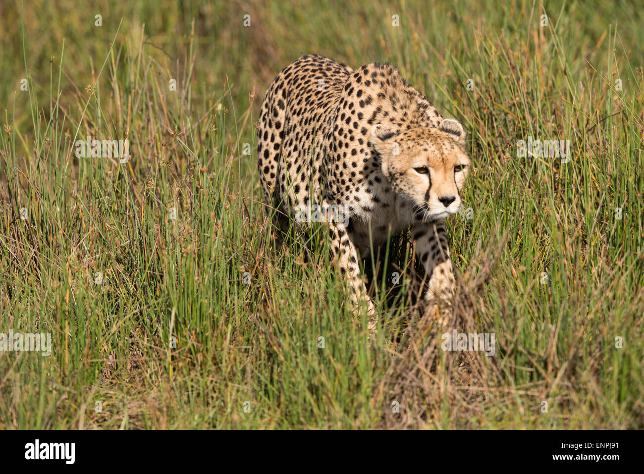 Cheetah stalking in erba, Tanzania. Foto Stock
