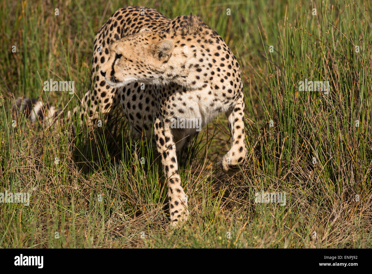 Cheetah stalking in erba, Tanzania. Foto Stock