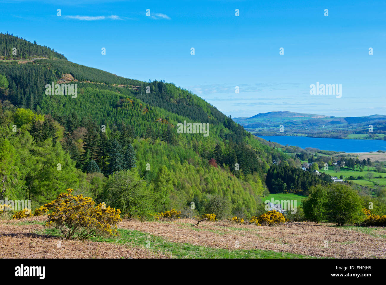 Foresta Whinlatter affacciato sul lago di Bassenthwaite, Parco Nazionale del Distretto dei Laghi, Cumbria, England Regno Unito Foto Stock