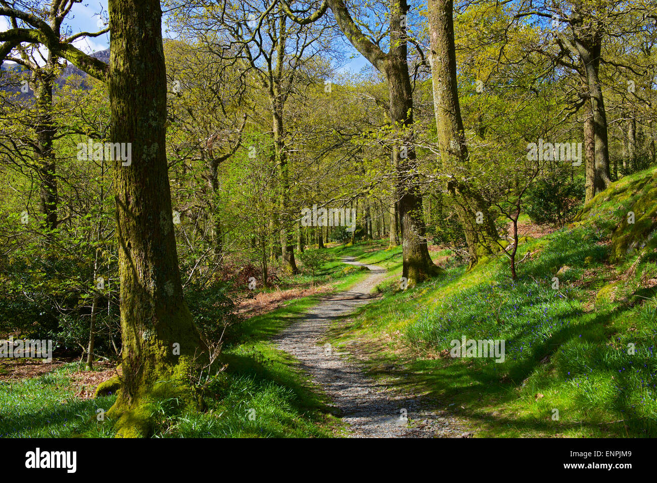 Lunga come il National Trust bosco in prossimità di Buttermere, Parco Nazionale del Distretto dei Laghi, Cumbria, England Regno Unito Foto Stock