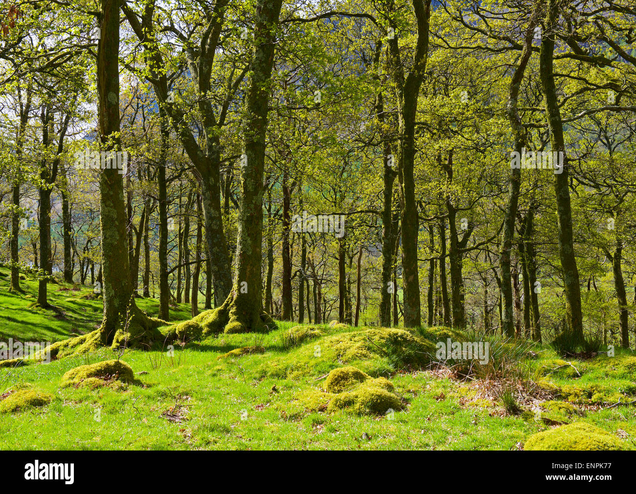 Lunga come il National Trust bosco in prossimità di Buttermere, Parco Nazionale del Distretto dei Laghi, Cumbria, England Regno Unito Foto Stock