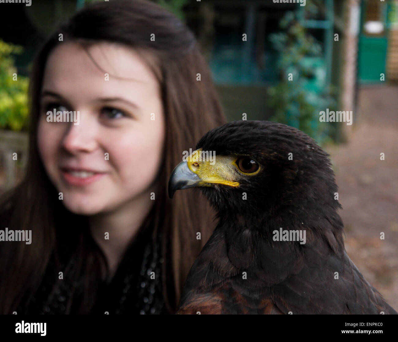 Ragazza con un' Harris Hawk [Parabuteo Unicinctus] Foto Stock