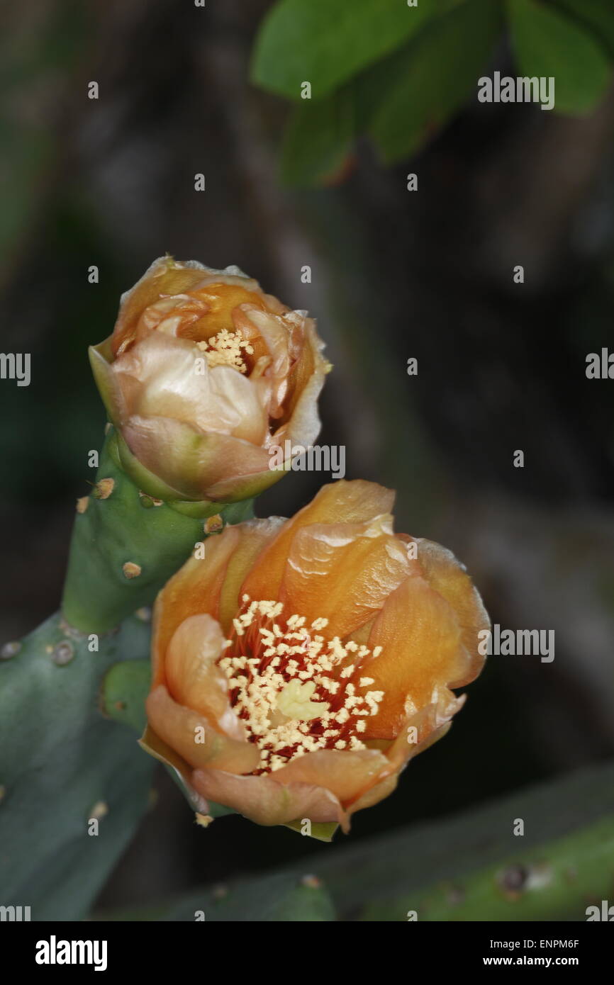 Fiore in fiore del Fico d'India, cactus Opuntia sp. Foto Stock