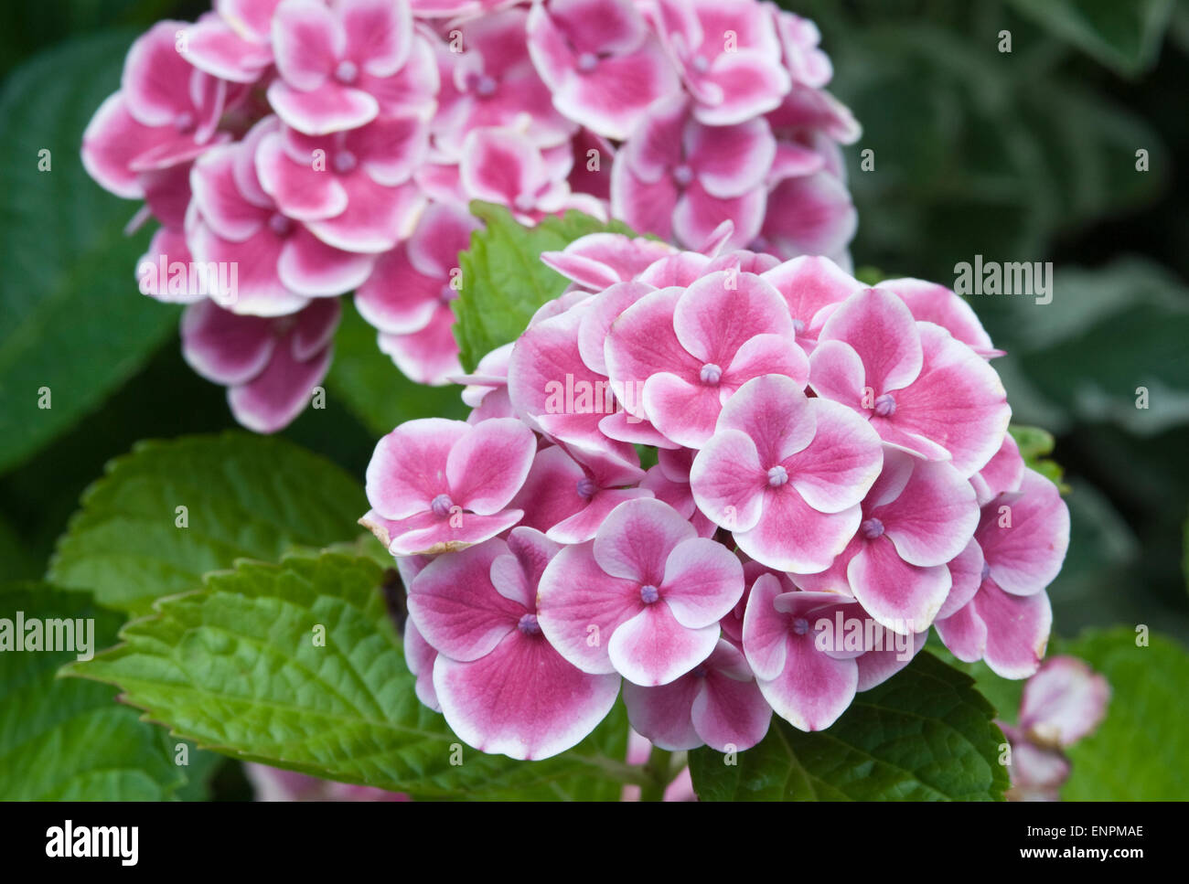 Hydrangea macrophylla 'pulsanti 'n archi' Foto Stock