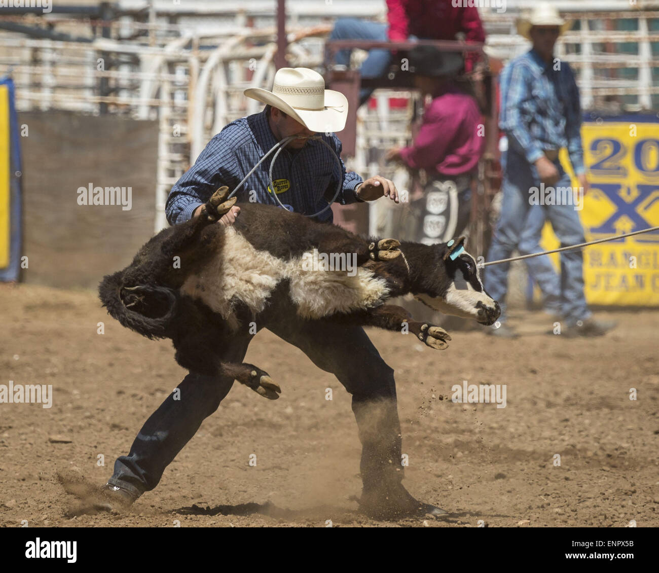 Sonora, California, USA. 9 maggio 2015. LANE SANTOS KARNEY, di Creston, California, compete al tie-down roping evento durante la 58a madre annuale Lode Round-Up Rodeo in Sonora, California, Sabato, 9 maggio 2015. KARENY il momento era 11,6. Questo rodeo, presentata dalla Tuolumne sceriffo della contea Posse, è un professionista di Rodeo Cowboy Association (PRCA) evento. Credito: Tracy Barbutes/ZUMA filo/Alamy Live News Foto Stock