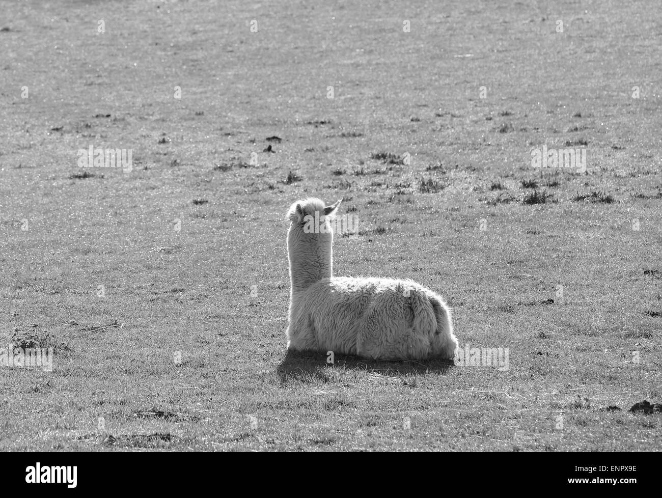 Snooty alpaca rivolta lontano dalla fotocamera Foto Stock
