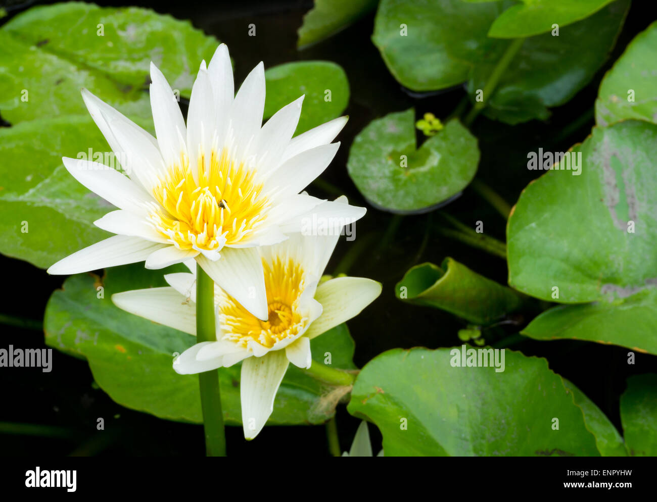 Fiore Bianco fiore di loto; focalizzata sul fiore Foto Stock