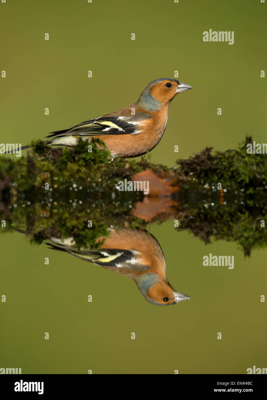 La riflessione di un maschio comune (fringuello Fringilla coelebs), Regno Unito Foto Stock
