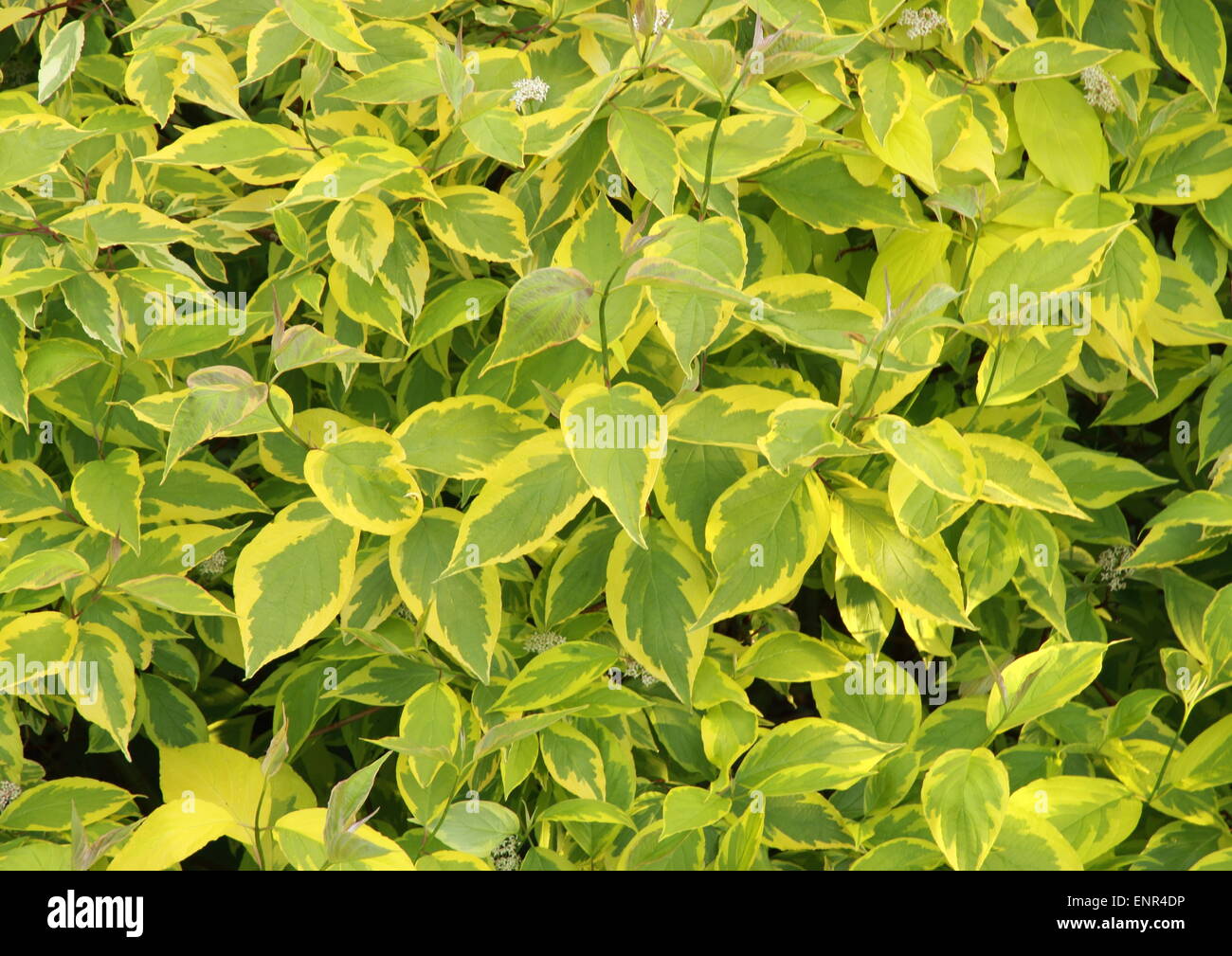 Fresco verde e foglie di giallo in background da giardino Foto Stock