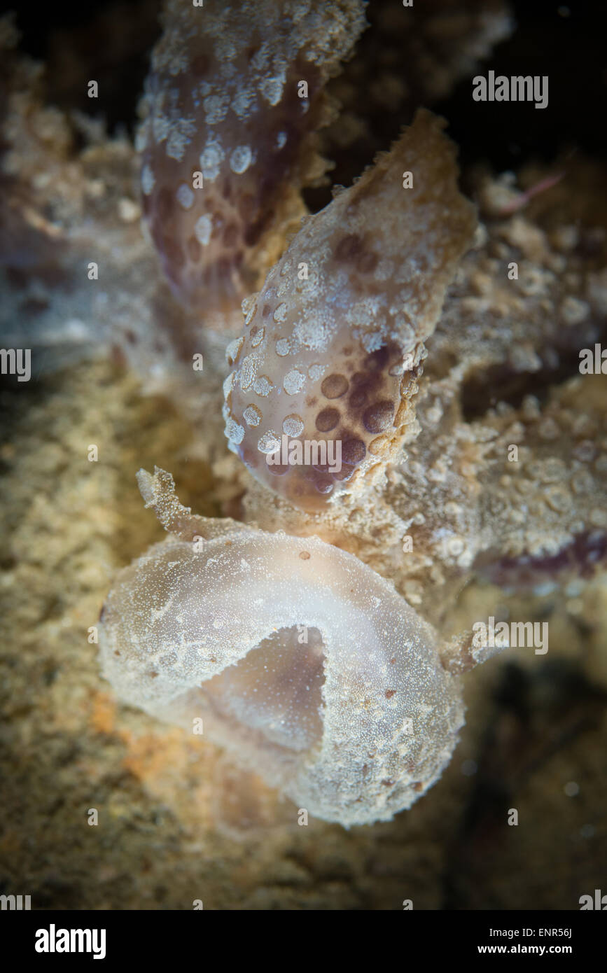 Un melibe nudibranch durante una immersione notturna AD AMBON Foto Stock