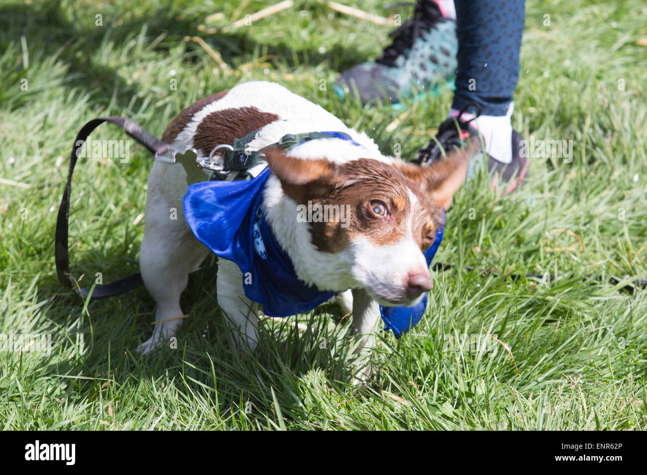 Londra, Regno Unito. Il 10 maggio 2015. Battersea cani e gatti Casa ha ospitato il suo primo cane fangoso sfida dando ai proprietari la possibilità di mettere alla prova la loro idoneità e affrontare gli ostacoli fianco a fianco con i loro amici a quattro zampe in Brockwell Park, Londra del sud. 191 cani e 260 corridori hanno preso parte per raccogliere fondi per Battersea cani e gatti Casa. Foto: Nick Savage/Alamy Live News. Foto Stock