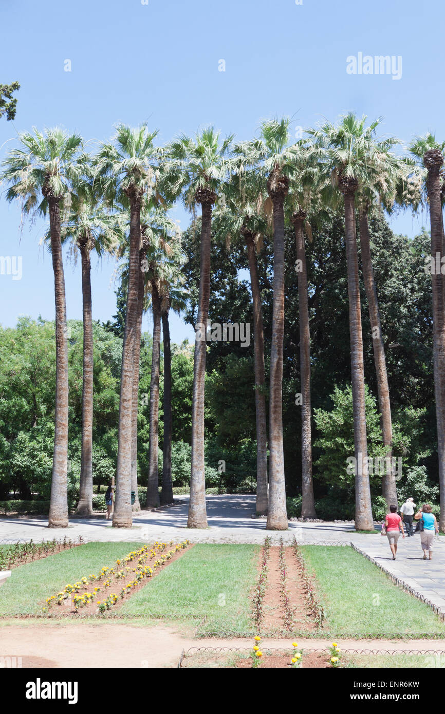 Le palme in un parco della città di Atene Foto Stock