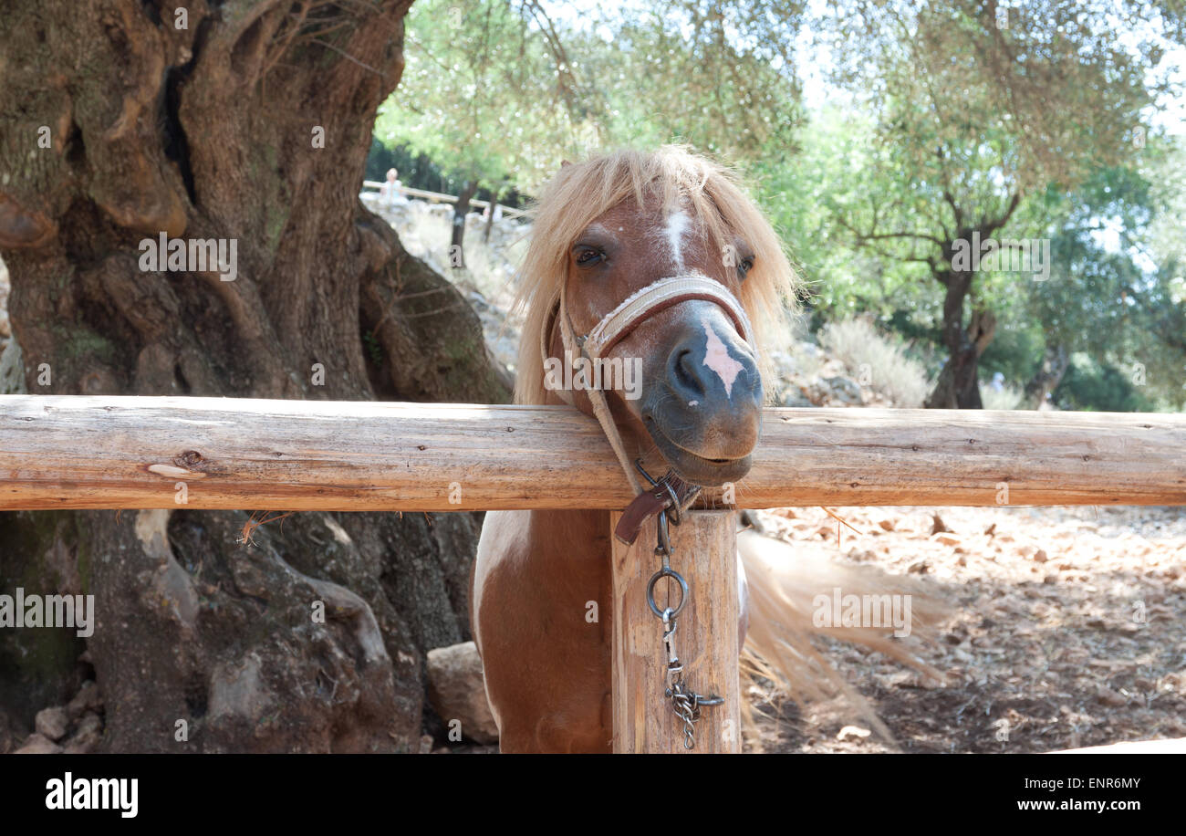 Per attacco a catena corta pony Foto Stock