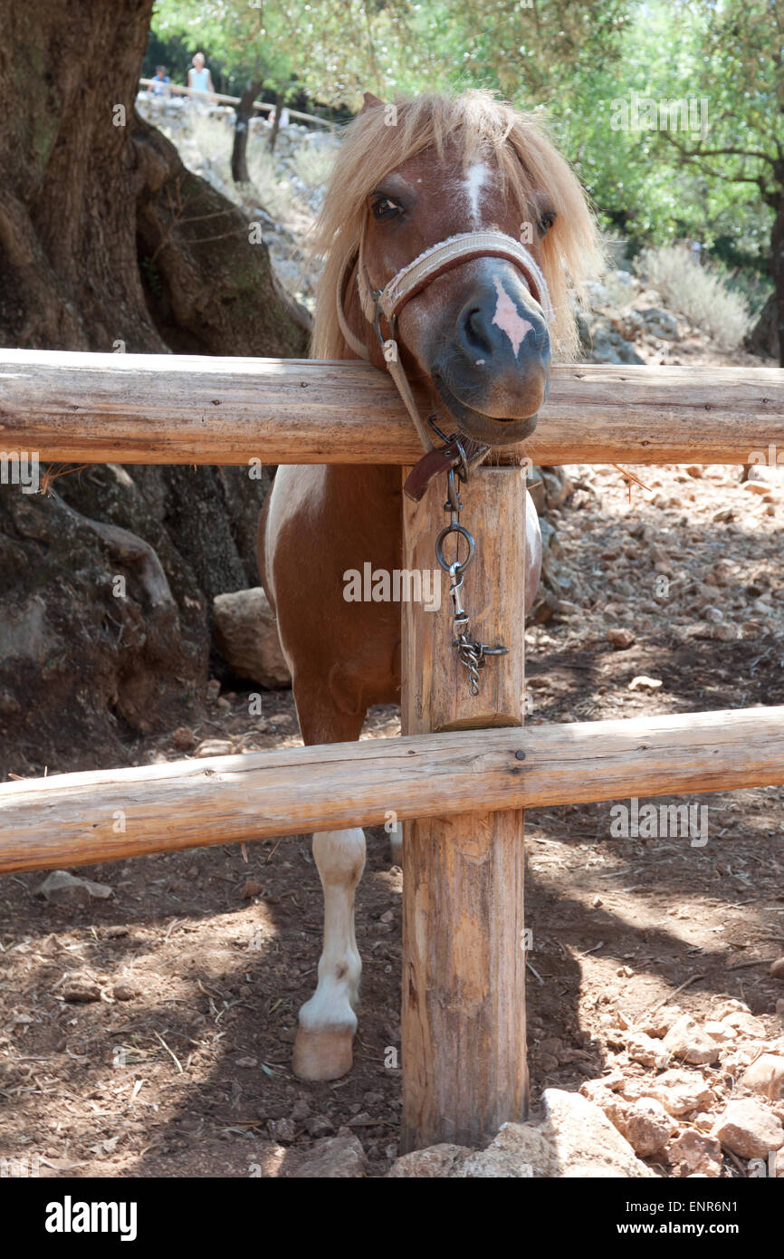 Per attacco a catena corta pony Foto Stock