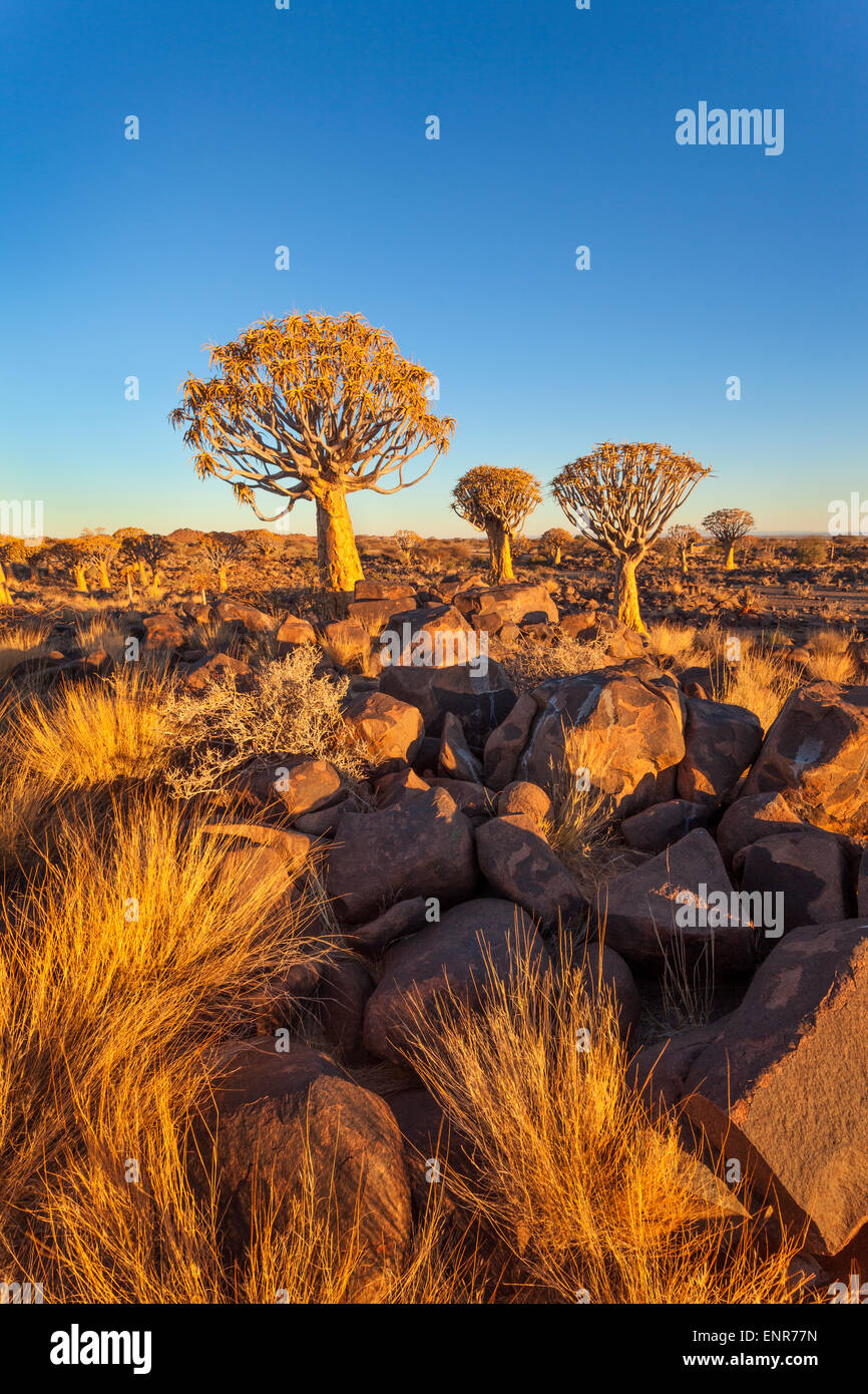 Un fremito di albero in tardo pomeriggio luce, Keetmanshoop, Namibia. Foto Stock