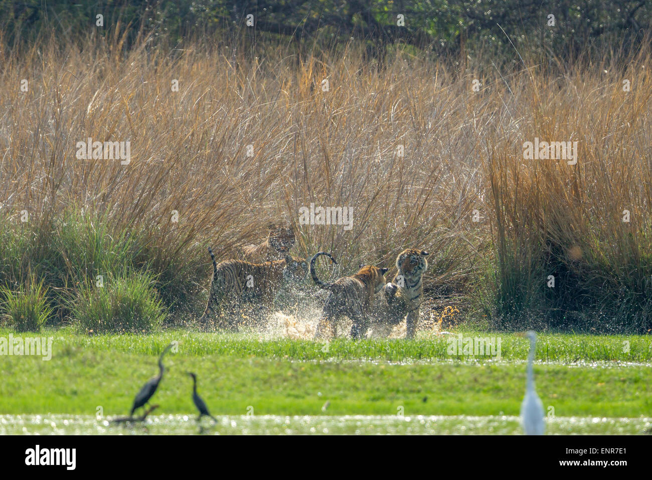 Tigre del Bengala famiglia giocando in un lago Rajbaug Ranthambhore foresta. [Panthera Tigris] Foto Stock