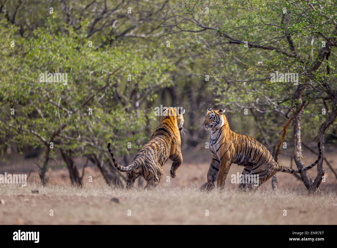 Tigre del Bengala fratelli germani in un giocoso lotta, a Ranthambhore foresta. [Panthera Tigris] Foto Stock