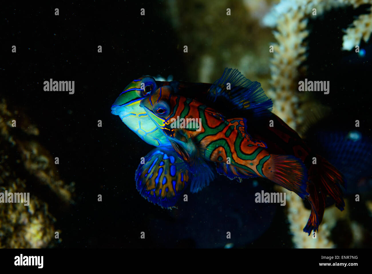 Una coppia di mandarine pesce dalla famiglia del dragonet coniugata Foto Stock