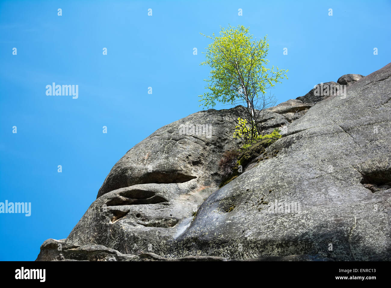 Lonely betulla crescente sulla sommità della roccia. Grandi pietre nobili Skeli Dovbusha, regione di Ivano-Frankovsk, Ucraina Foto Stock