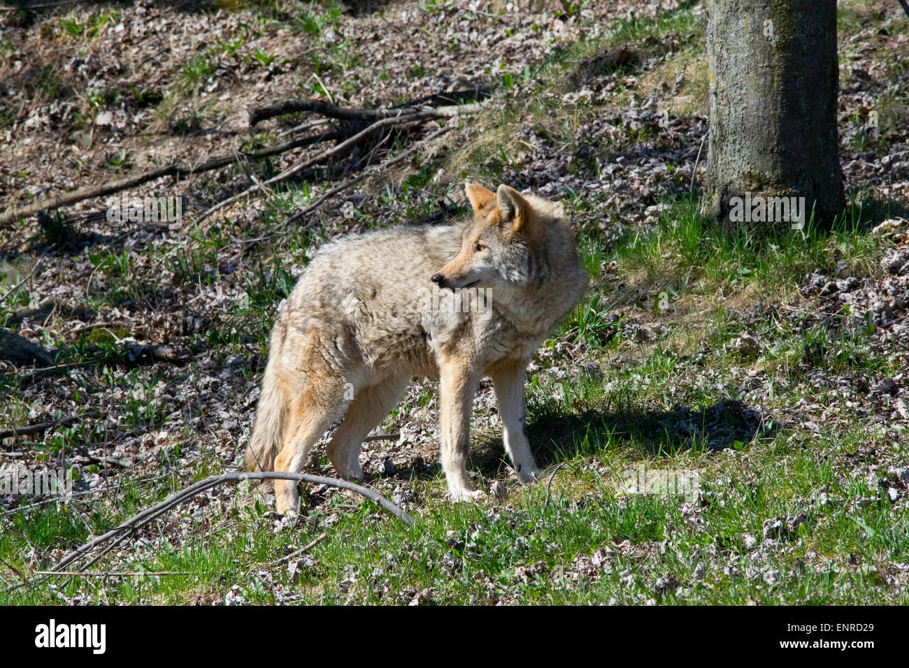 Un Coyote in primavera. Foto Stock