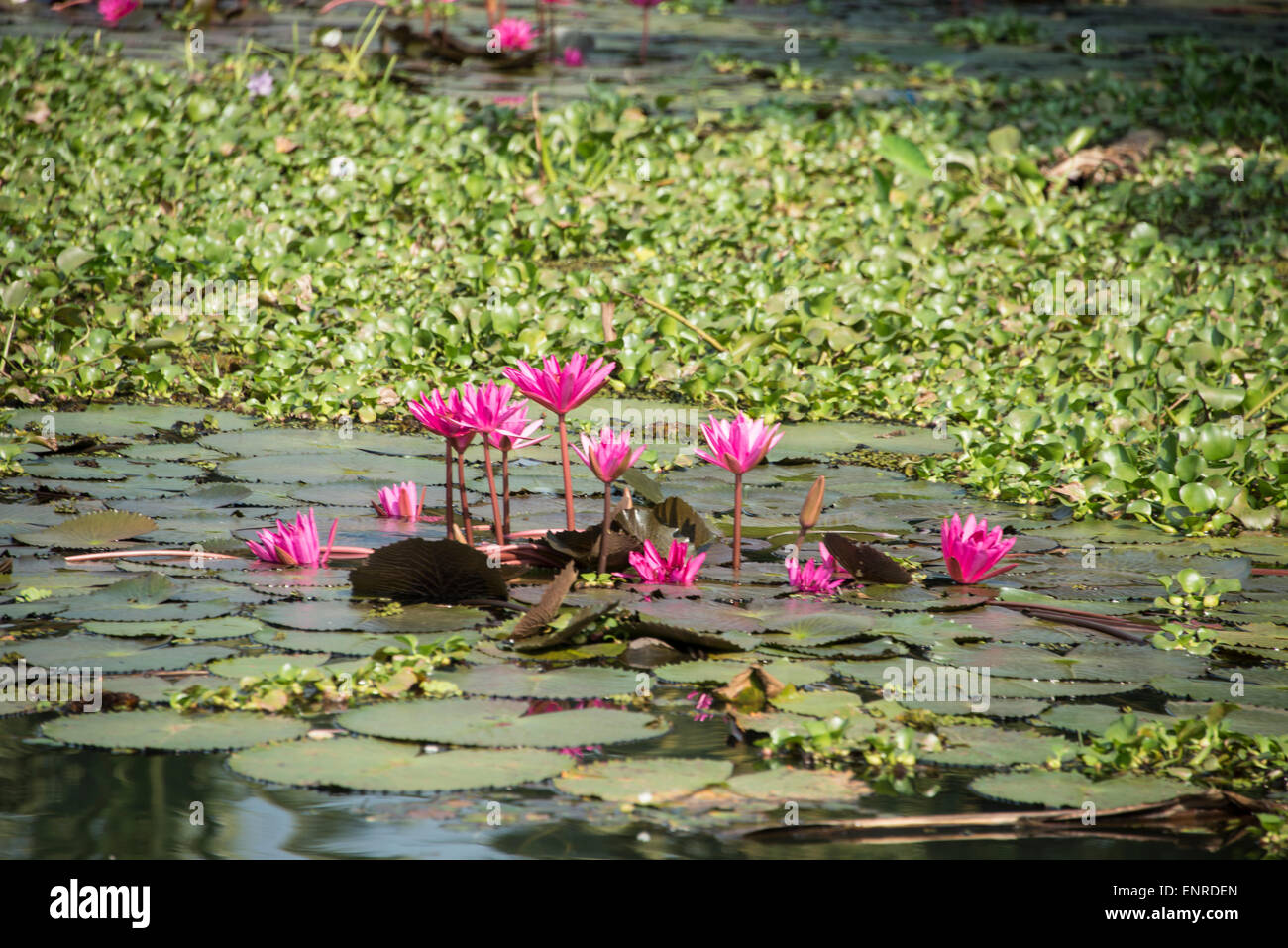Fiori di loto e ninfee su le lagune del Kerala, in India. Foto Stock