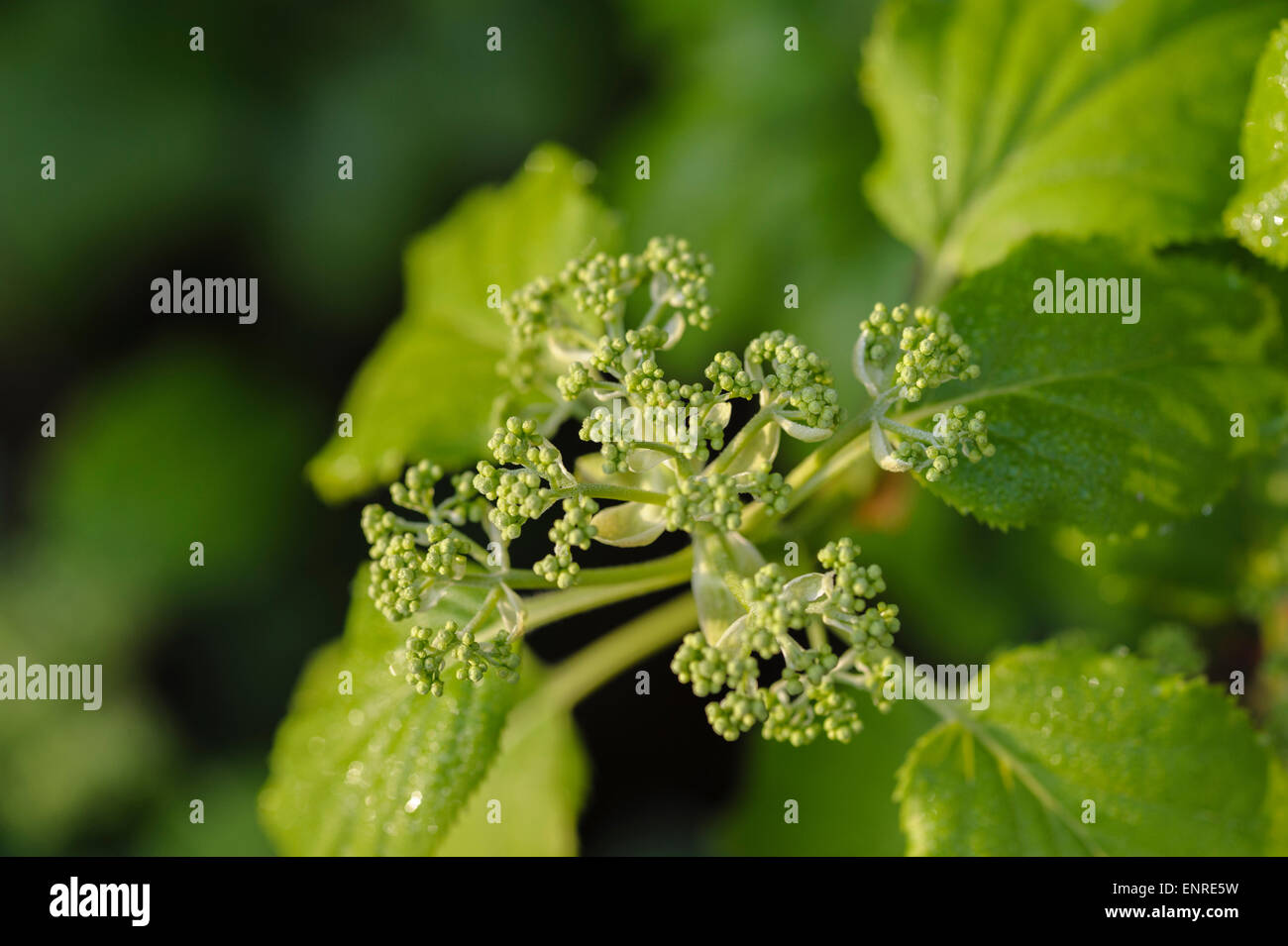 Hydrangea anomala petiolaris. Hydrangeaceae. Foto Stock