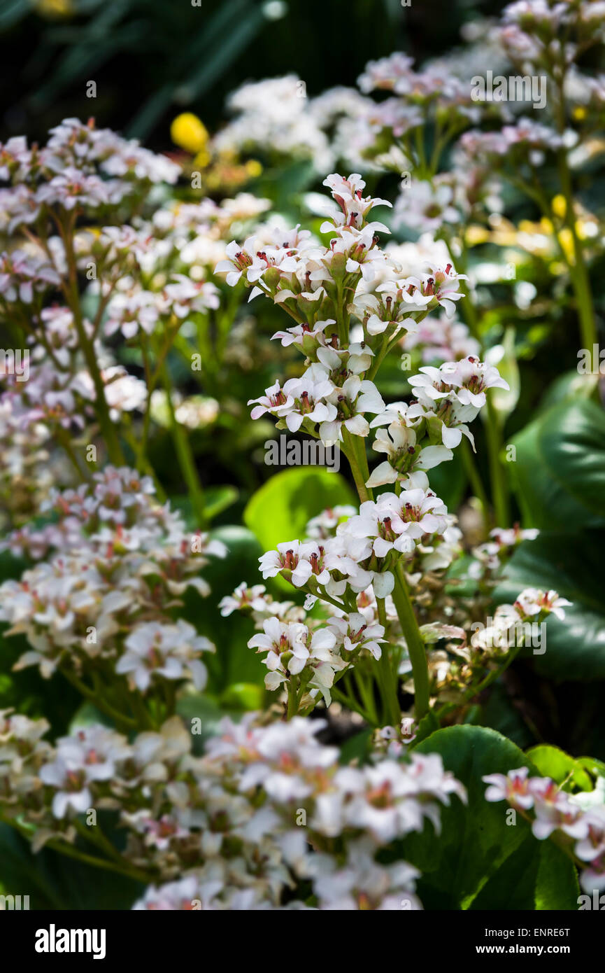 Bergenia Bressingham White Foto Stock