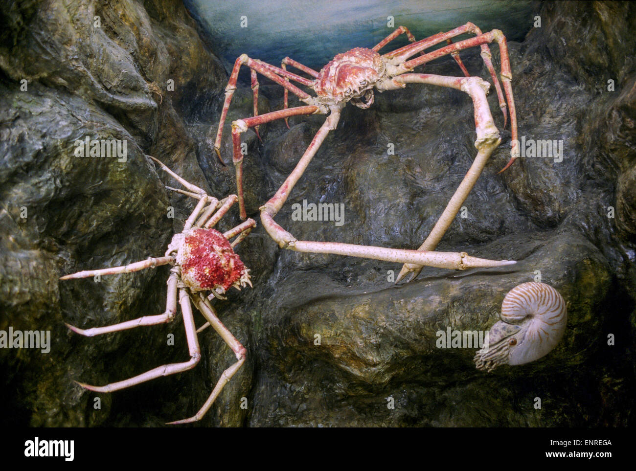 Macrocheira kaempferi ragno giapponese granchio, Foto Stock