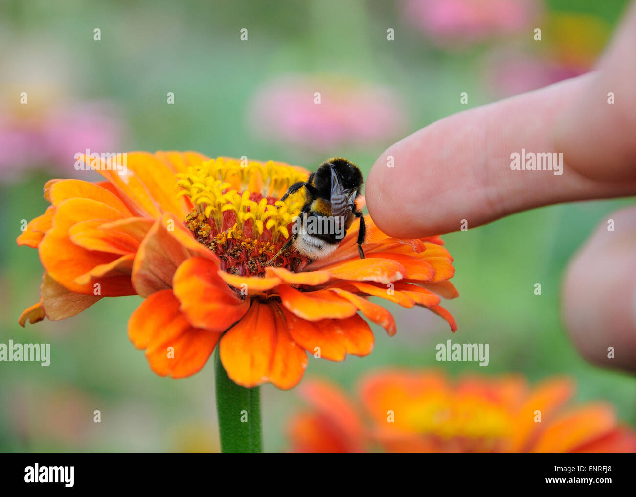 Bumblebee sul fiore di arancia di zinnia e dito addensarsi di insetto Foto Stock