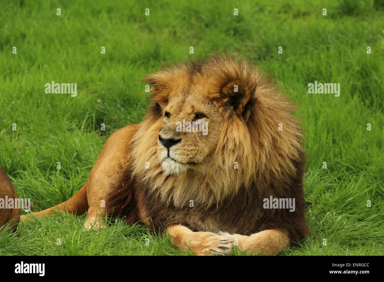 Lion enorme orgoglio maschio Foto Stock