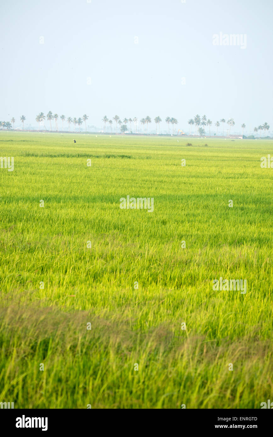 Il vasto le risaie nella ciotola di riso del Kerala, India Foto Stock