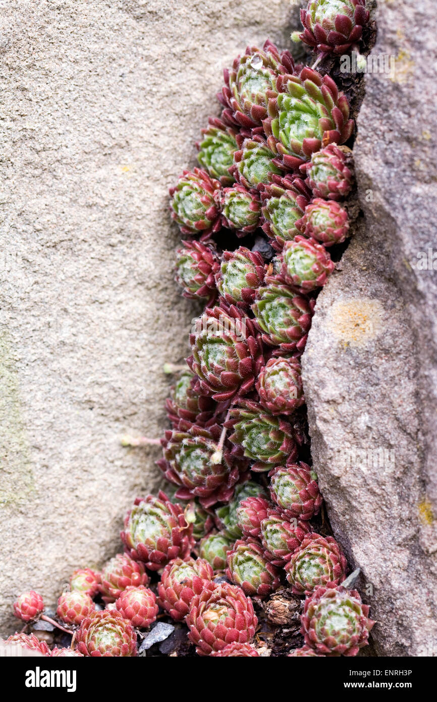 Sempervivum rosette su un rockery. Casa Porro pattern. Foto Stock