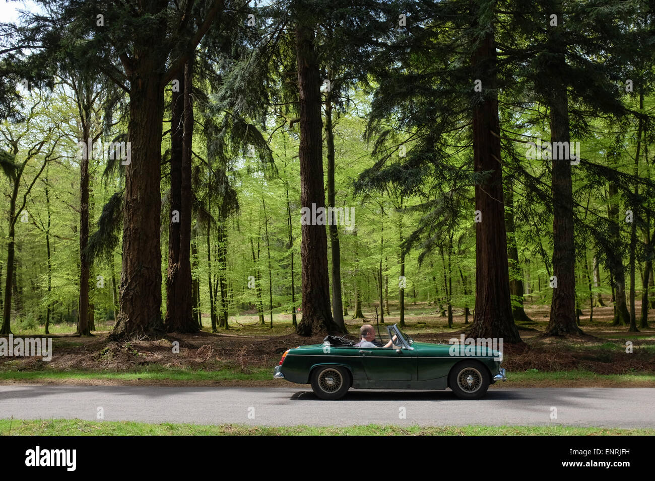 Un classico sports car guida passato alberi giganti nella nuova foresta Parco Nazione Foto Stock