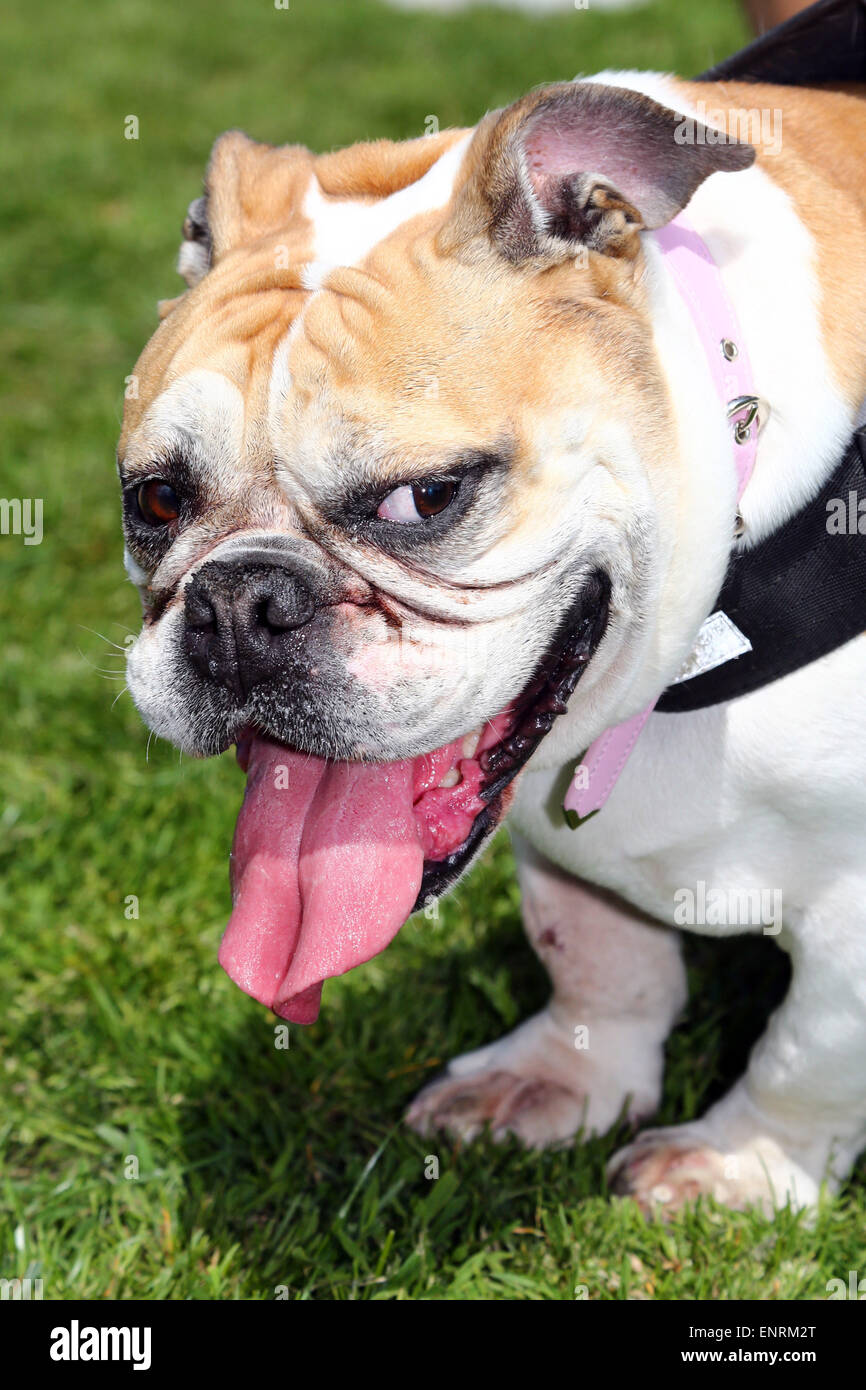 Londra, Regno Unito. Il 10 maggio 2015. Un Bulldog trova il clima piuttosto caldo a tutti i cani questione grande Hampstead corteccia Off Dog Show 2015, Hampstead Heath, Londra in aiuto di trovare case per i cani di salvataggio. Il dog show che cerca di trovare il miglior cane di salvataggio, il miglior oldie e cani più carini è giudicato da una gamma di giudici di celebrità e solleva molto bisogno di denaro per la carità. Credito: Paul Brown/Alamy Live News Foto Stock