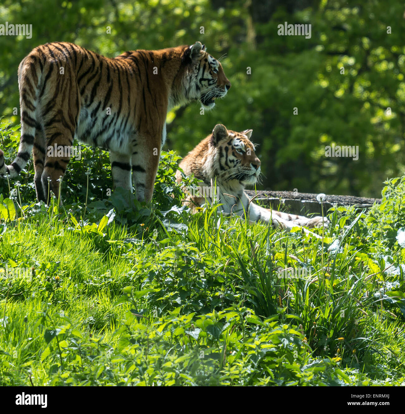 Longleat safari park, Longleat, Wiltshire, Regno Unito. Il 10 maggio, 2015. Prendere uno sguardo ad alcuni dei più vulnerabili alle specie gravemente minacciate animali-tigre di Amur: lo stato in via di estinzione. come pochi come 3.200 tigers rimangono nel selvaggio oggi Foto Stock