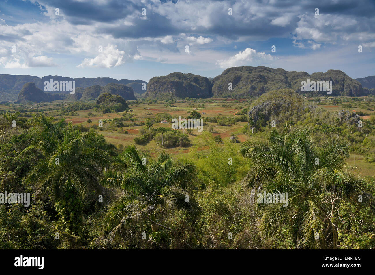 I terreni agricoli e mogotes (formazioni carsiche) della Valle di Viñales, Pinar del Rio provincia, Cuba Foto Stock