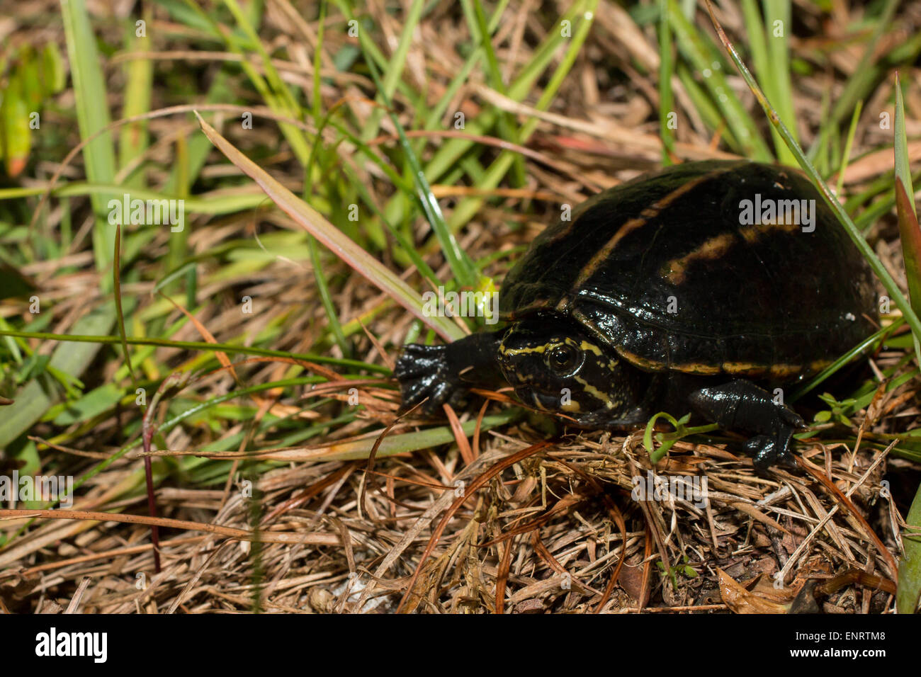 Fango con striping turtle - Kinosternon rhodohypoxis Foto Stock