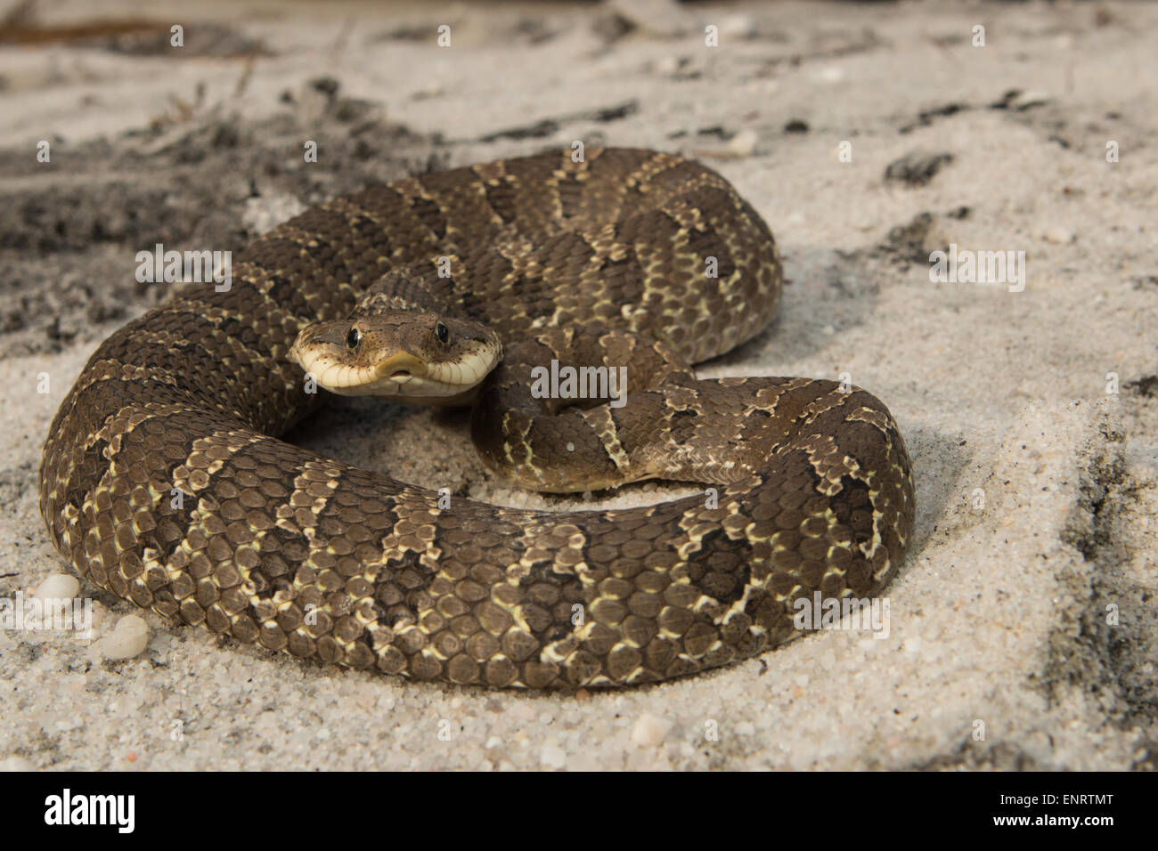 Vista bassa di un atteggiamento difensivo orientale serpente hognose - Heterodon platyrhinos Foto Stock