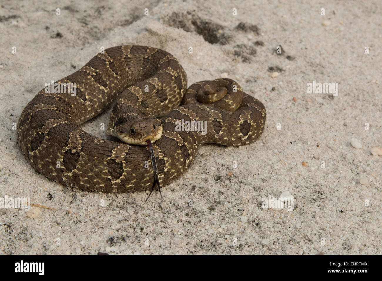 Hognose snake in posizione difensiva - Heterodon platyrhinos Foto Stock