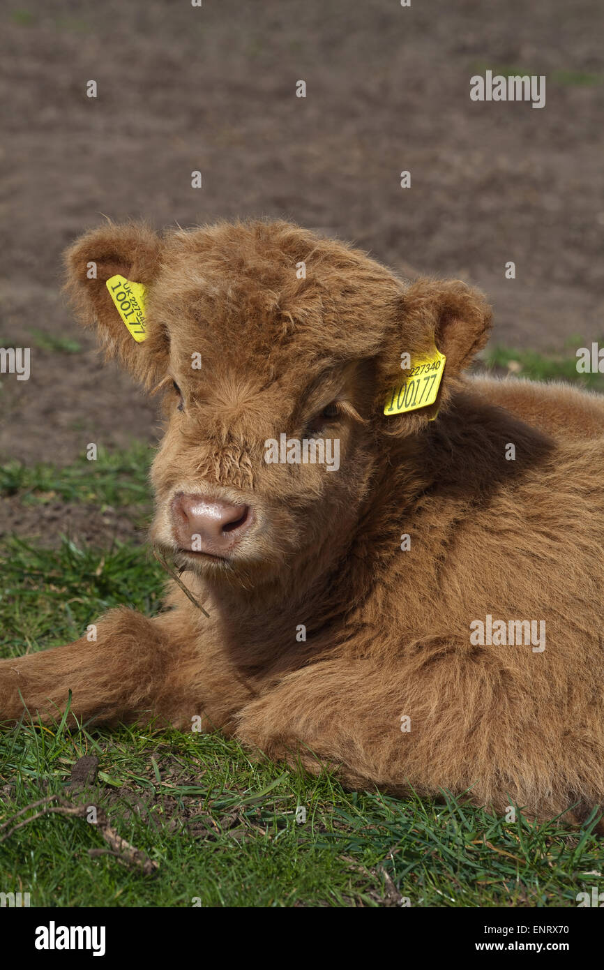 Highland polpaccio (Bos taurus). Vitello. Tutti i bovini domestici devono essere identificabili come singoli animali dalla legge. Così orecchio giallo tag. Foto Stock