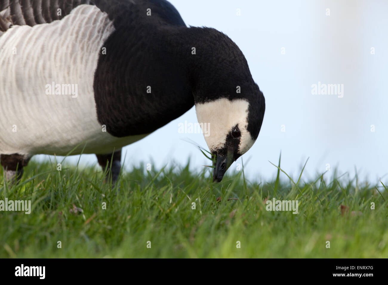 Barnacle Goose (Branta leucopsis). Relativamente breve bill consente a questa specie di raccolto erbe breve in modo più efficiente. Foto Stock