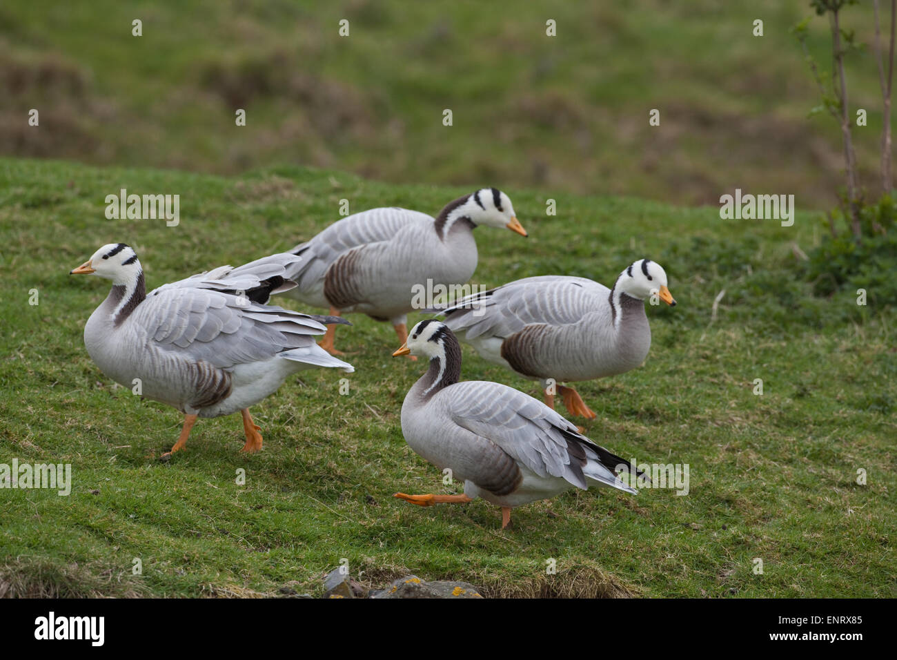 Bar-guidato oche (Anser indicus). Razza sul Plateau tibetano; migrare su Himalaya di inverno in India del nord, Assam e nord Foto Stock