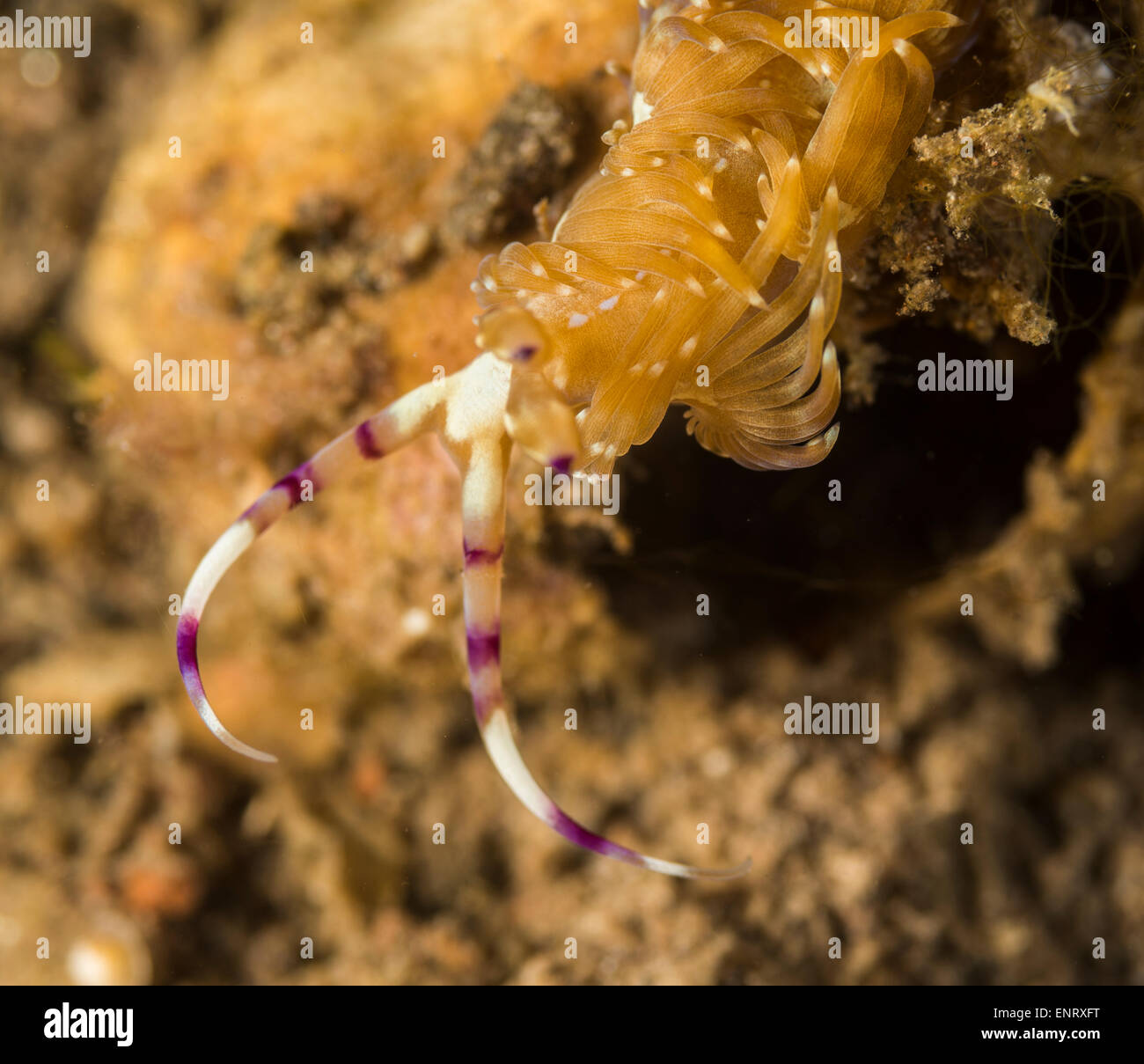 Serpente nudibranch sul fondo del mare Foto Stock